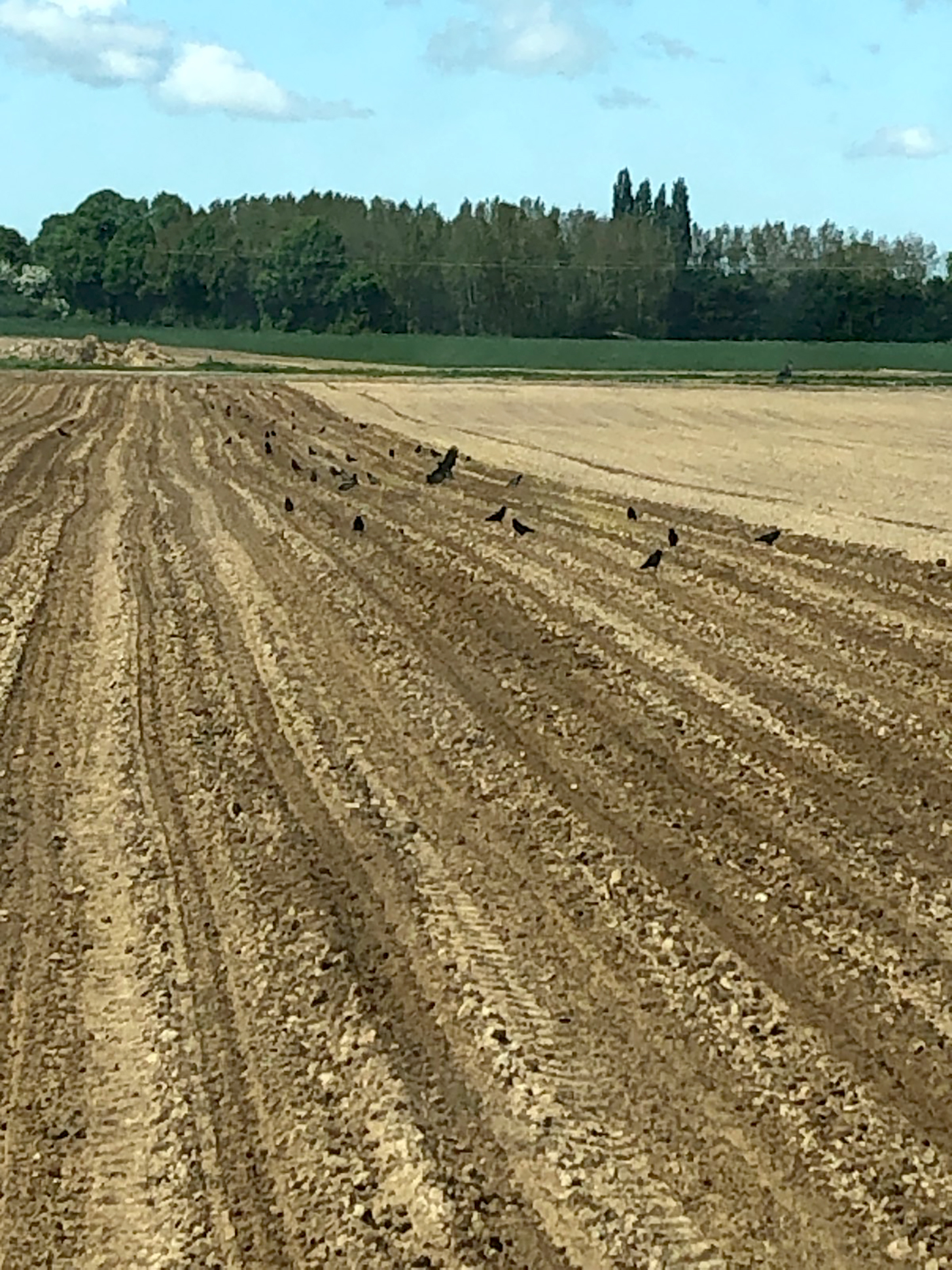 Le taux de perte sur les parcelles impactées est estimé à plus de 20 % (soit au minimum 1,2 hectare sur une parcelle totale de 6 hectares).