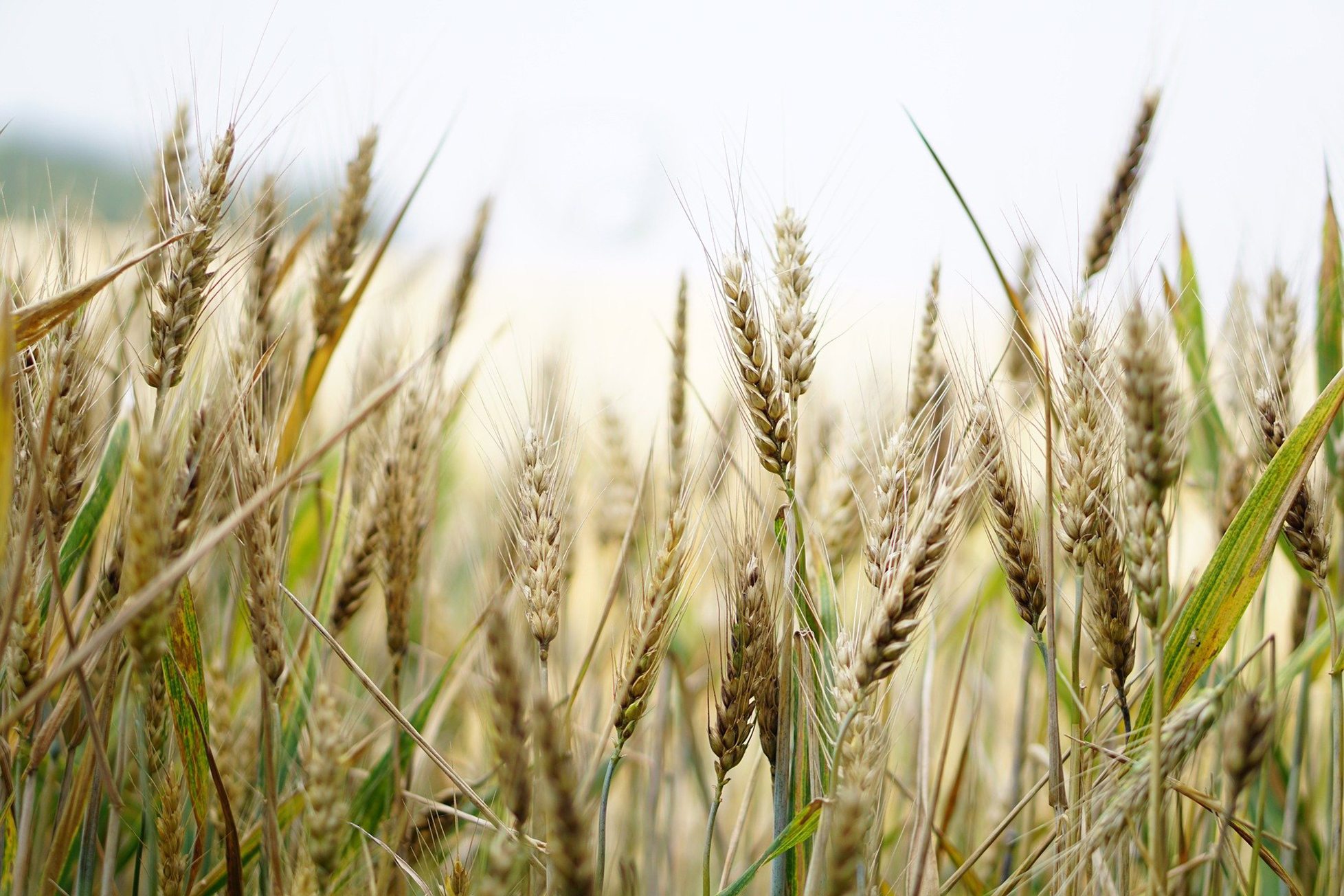 En France, les semis de variétés pures de blé tendre sont les plus répandus (82 % de la sole), mais de plus en plus d’agriculteurs ont recours à des mélanges de variétés. 