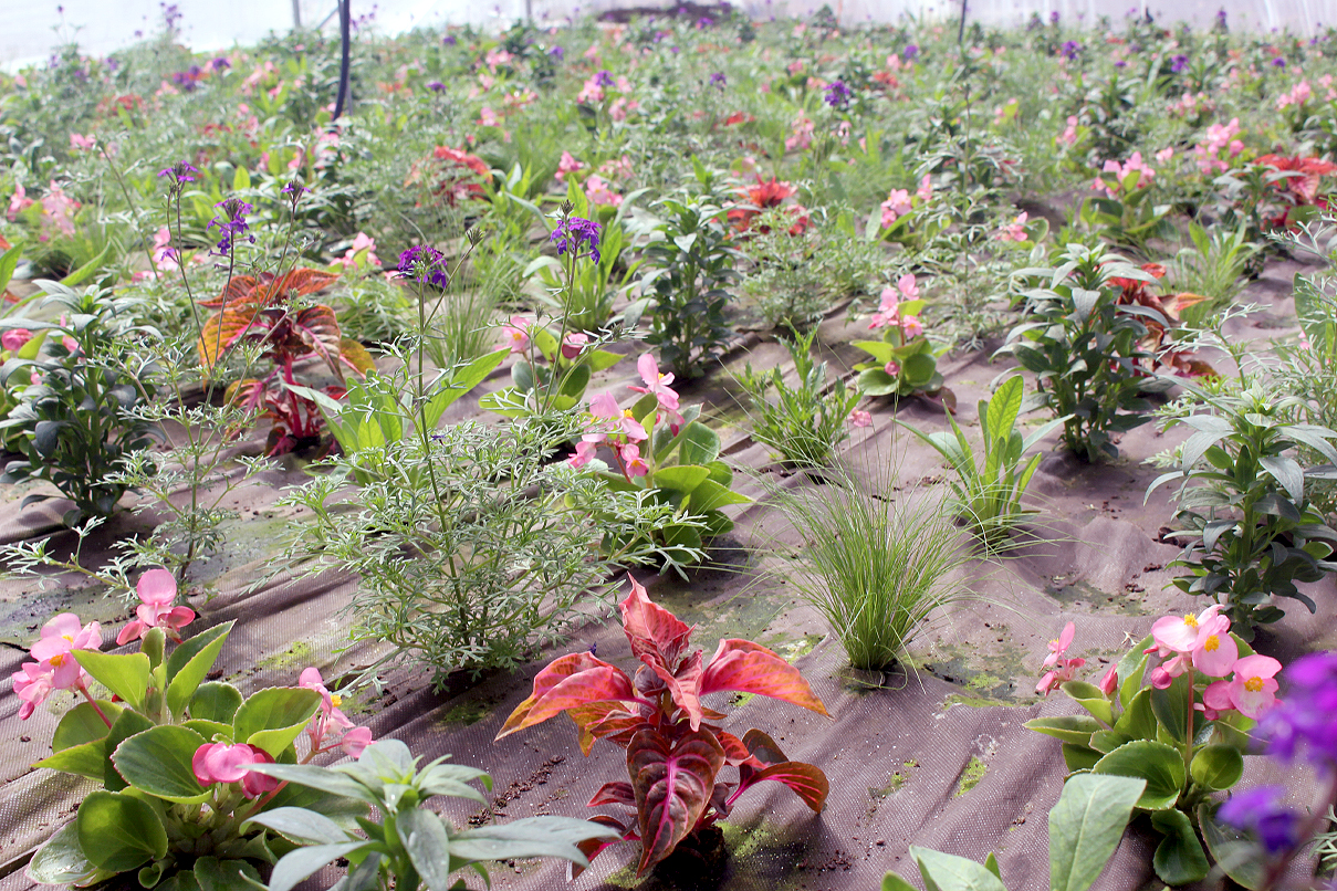 Les communes arborent les tapis de fleurs de Chepoix