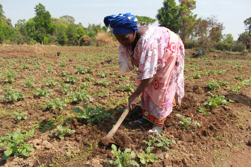 Ce sont les femmes du Fouta Djallon qui ont pris en main le développement de la culture de pommes de terre.
