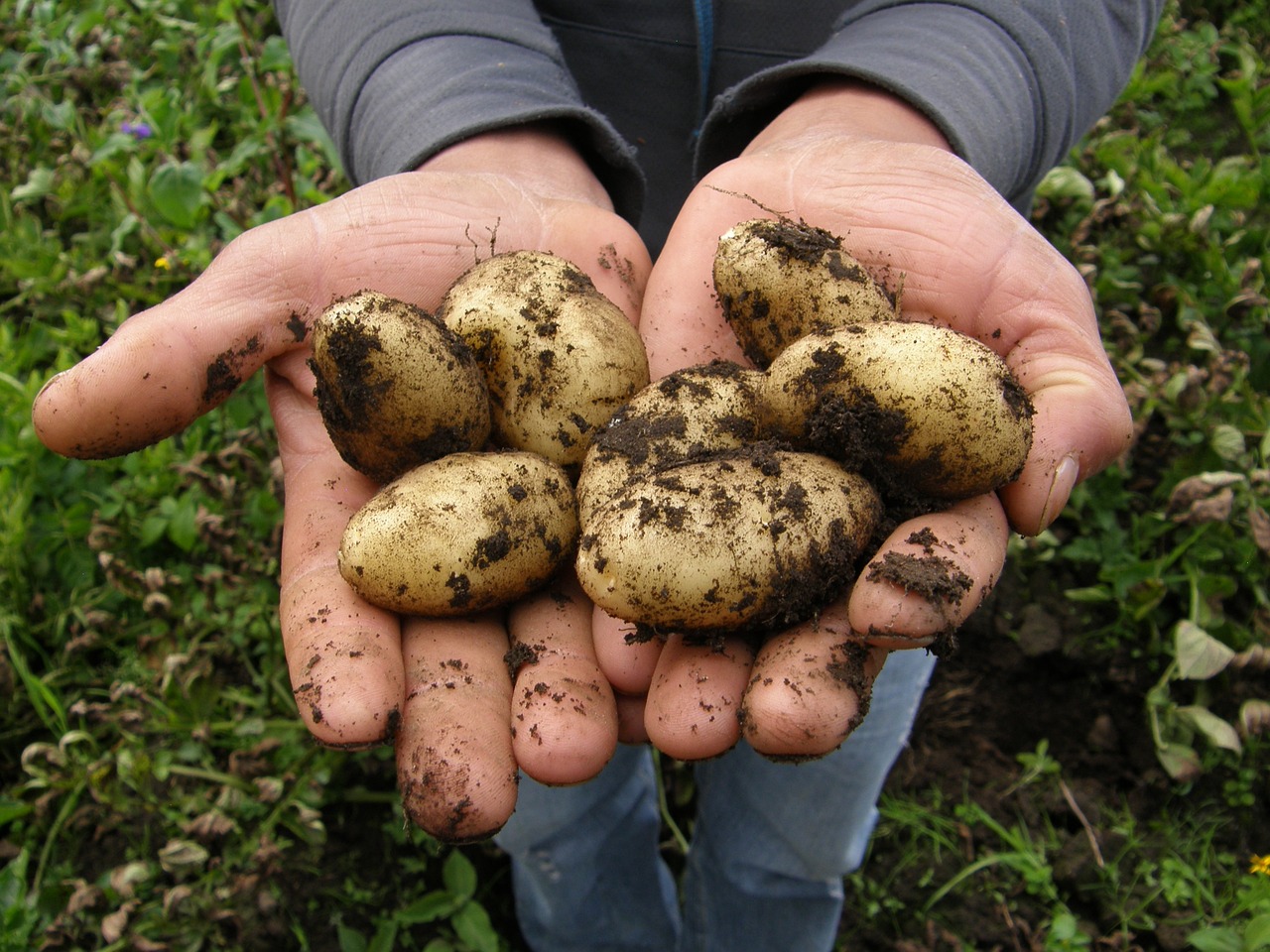 emploi saisonnier pommes de terre