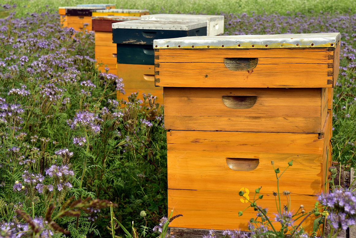 Mieux connaître les abeilles permet de communiquer auprès du grand public  sur les bénéfices des pratiques agricoles. 