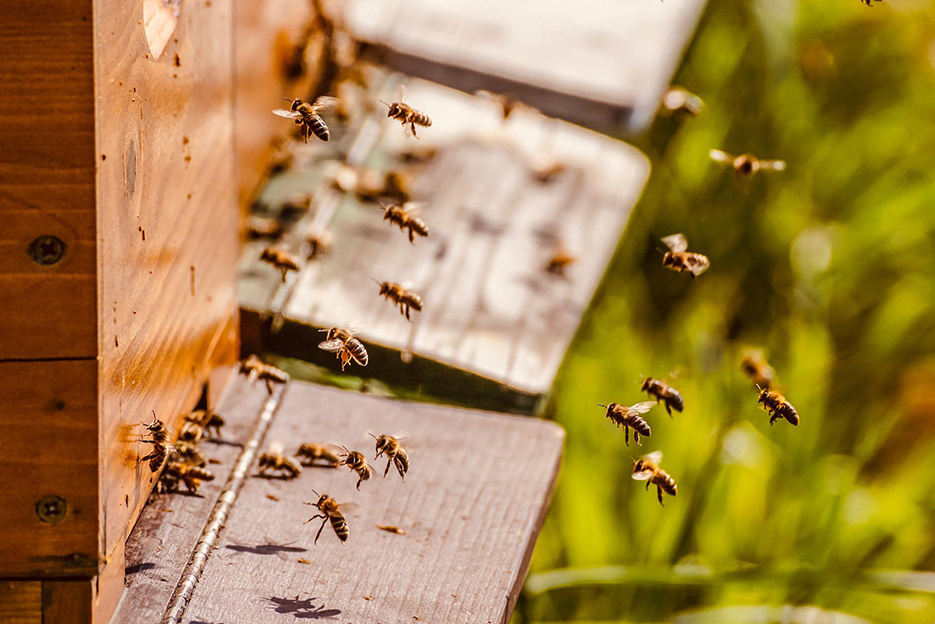Les apiculteurs samariens font leur première récolte de miel avec trois semaines d’avance par rapport à d’habitude. 
