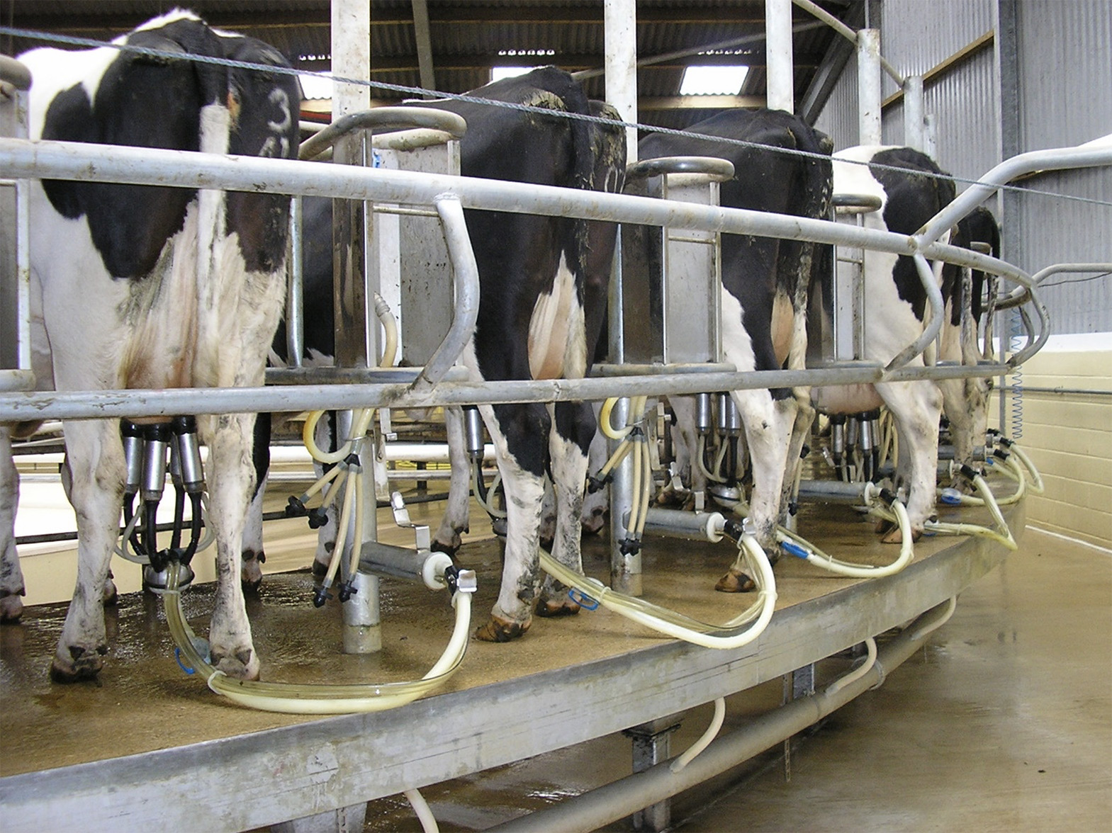 Surveillance de la qualité du lait en élevage équipé d'une salle de traite rotative extérieure.