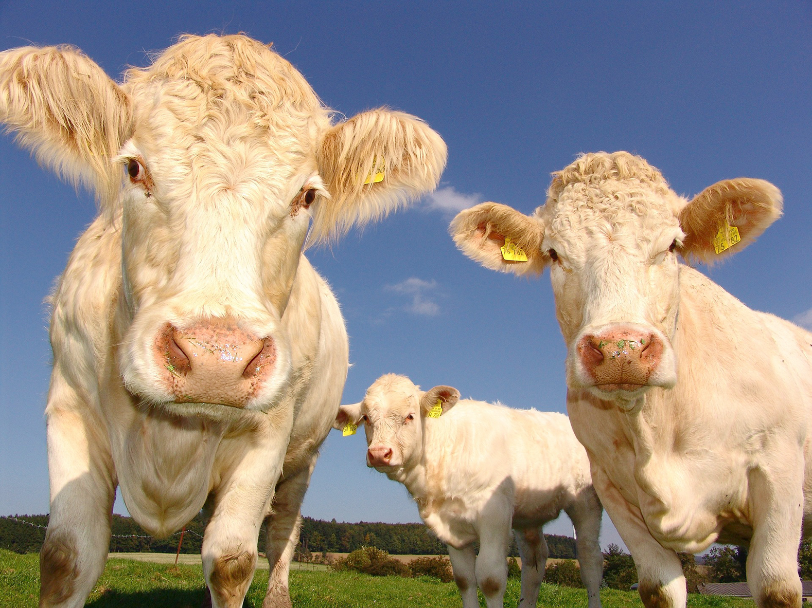 Au 1er janvier 2022, les éleveurs devront avoir signé un contrat de trois ans minimum pour les jeunes bovins, génisses, et vaches allaitantes de races à viande. Une mesure issue de la loi Egalim 2.