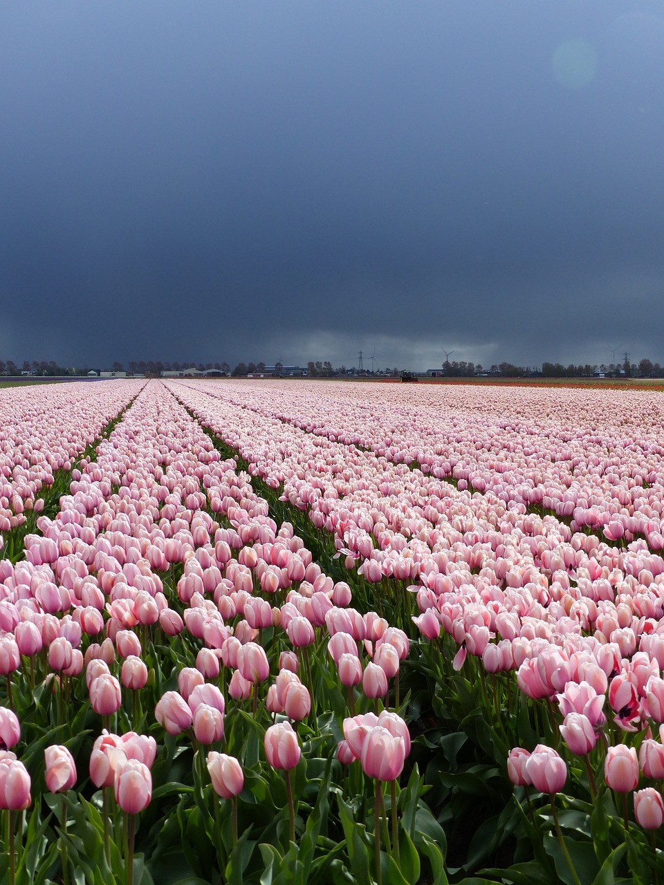 fleurs Pays-Bas