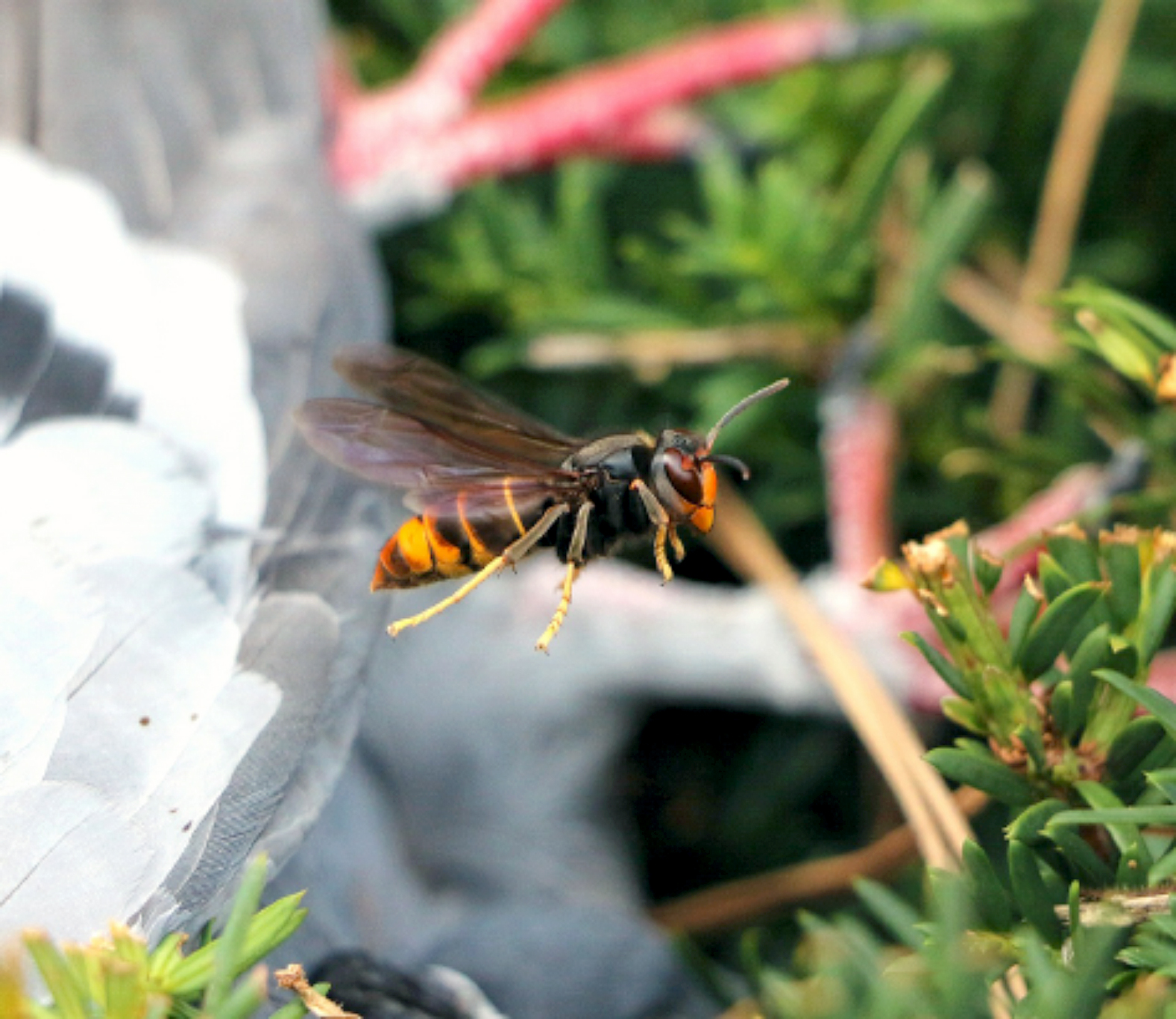 L apiculteur devenu chasseur de frelon Action agricole Picarde