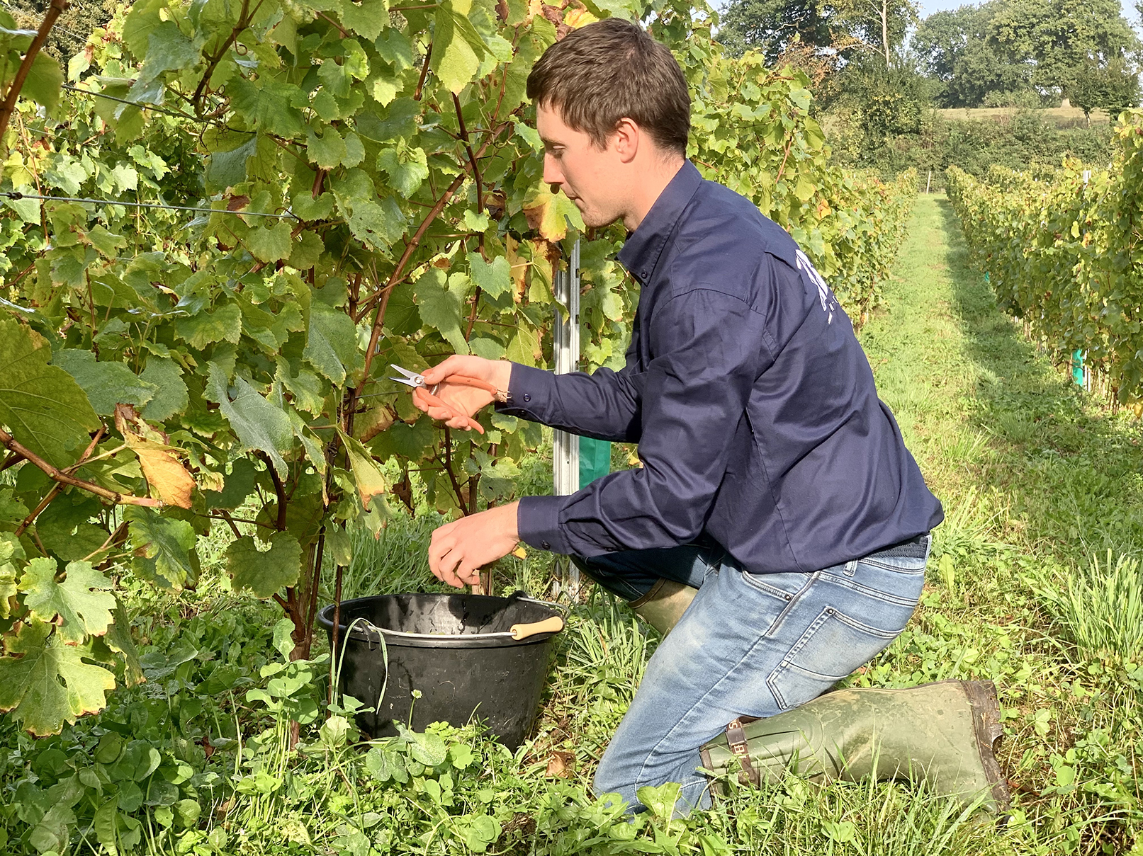 Pour Louis Reptin, cette première récolte est prometteuse. Le raisin est de qualité malgré une météo pluvieuse cet été. 