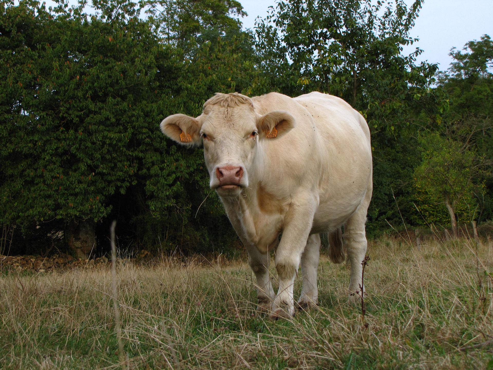 viande bovine blonde d'Aquitaine