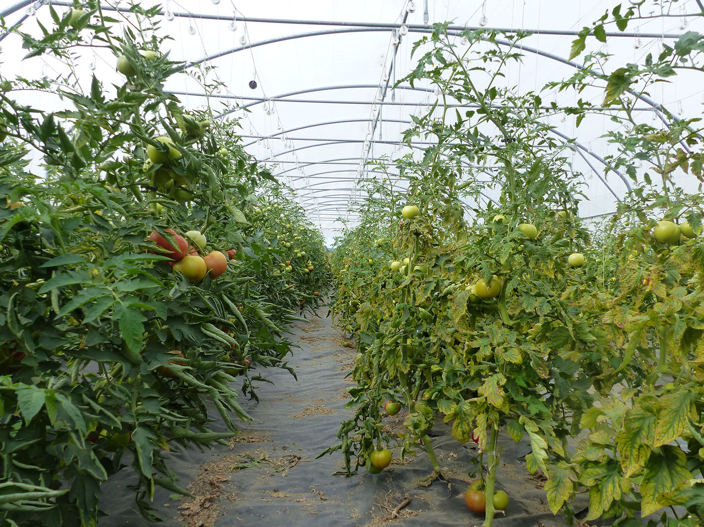 La réglementation provoquait déclassements et pertes économiques associées, encombrement du marché de la tomate  française et impossibilité de valoriser le produit cultivé en bio sur les marchés européens. 