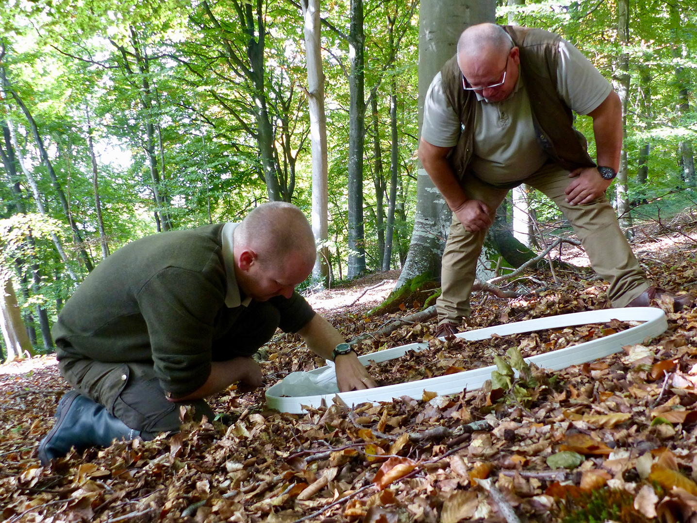 Faune sauvage | Le festin de glands devrait maintenir les sangliers dans  les bois | Action agricole Picarde