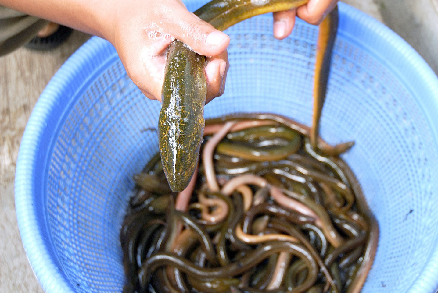 Pêche 80 : Fédération de pêche de la Somme