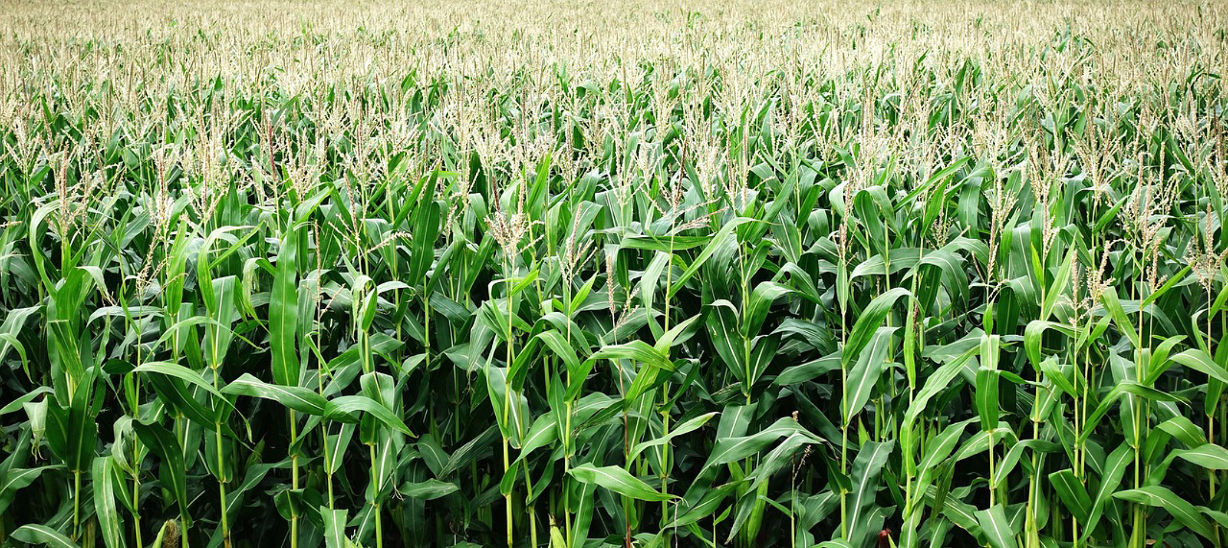 Les surfaces de maïs fourrage sont estimées à près de 1,3 Mha, ce qui est stable par rapport à 2023, mais en baisse de 3,5 % par rapport à la moyenne 2019-2023. 