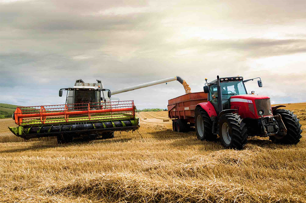 Selon les prévisions, le rendement national en blé tendre atteindrait 64 q/ha  en 2024, soit - 13 % par rapport à 2023.