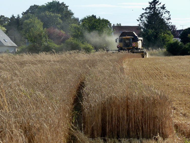 La réalité des rendements et de la qualité du grain ne pourra être réellement vérifiée qu’à la fin des récoltes. 