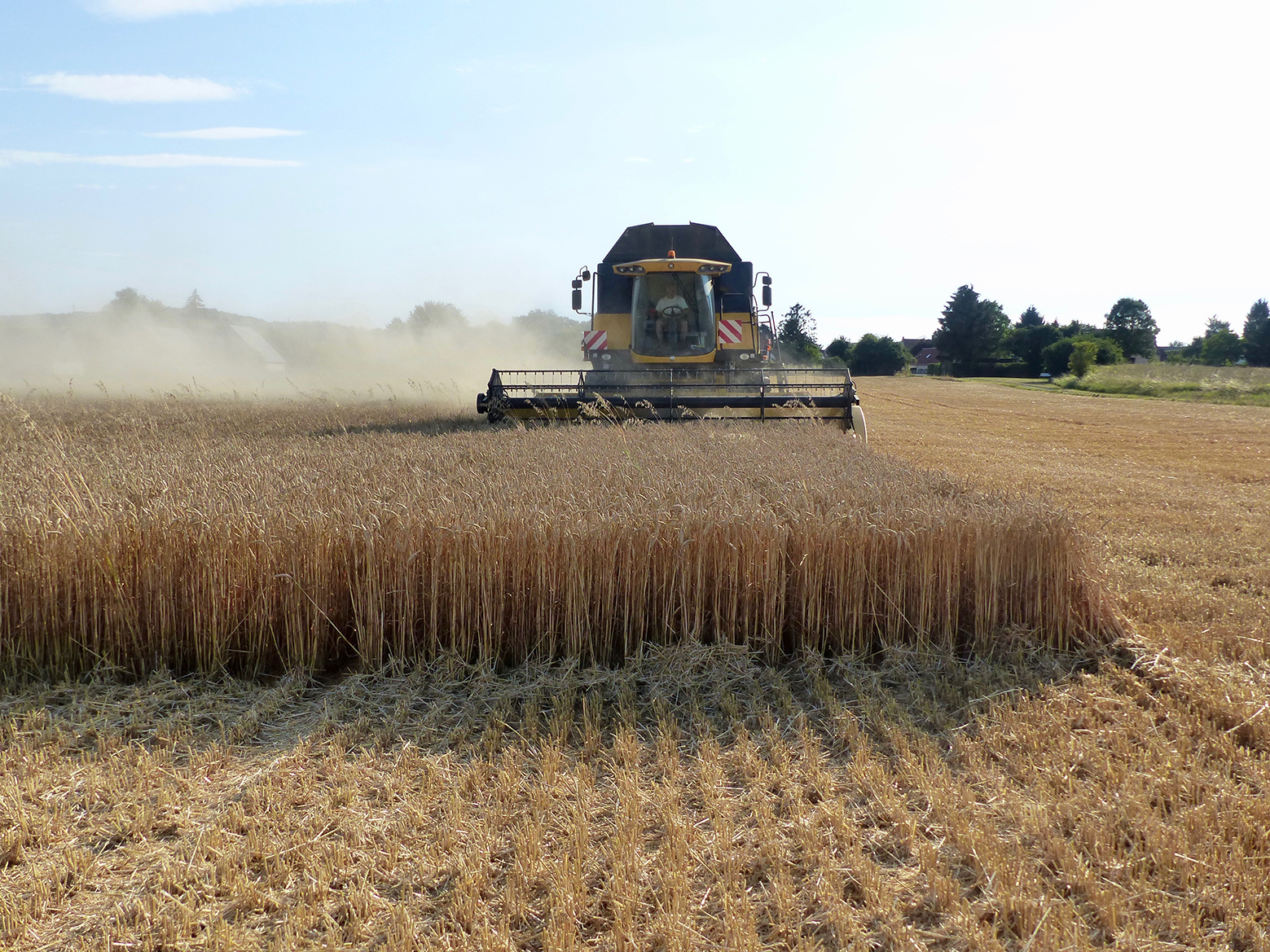 Selon FranceAgriMer, 871 000 tonnes de céréales bio ont été collectées dans toute la France en 2023.