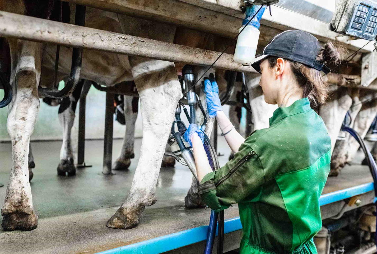 Pour James Hogge, chef de projet «Femmes en élevage» à l’Institut de l’élevage, «les agricultrices, notamment laitières,  sont motrices dans le travail au quotidien et participent au renouvellement du métier d’éleveur». 