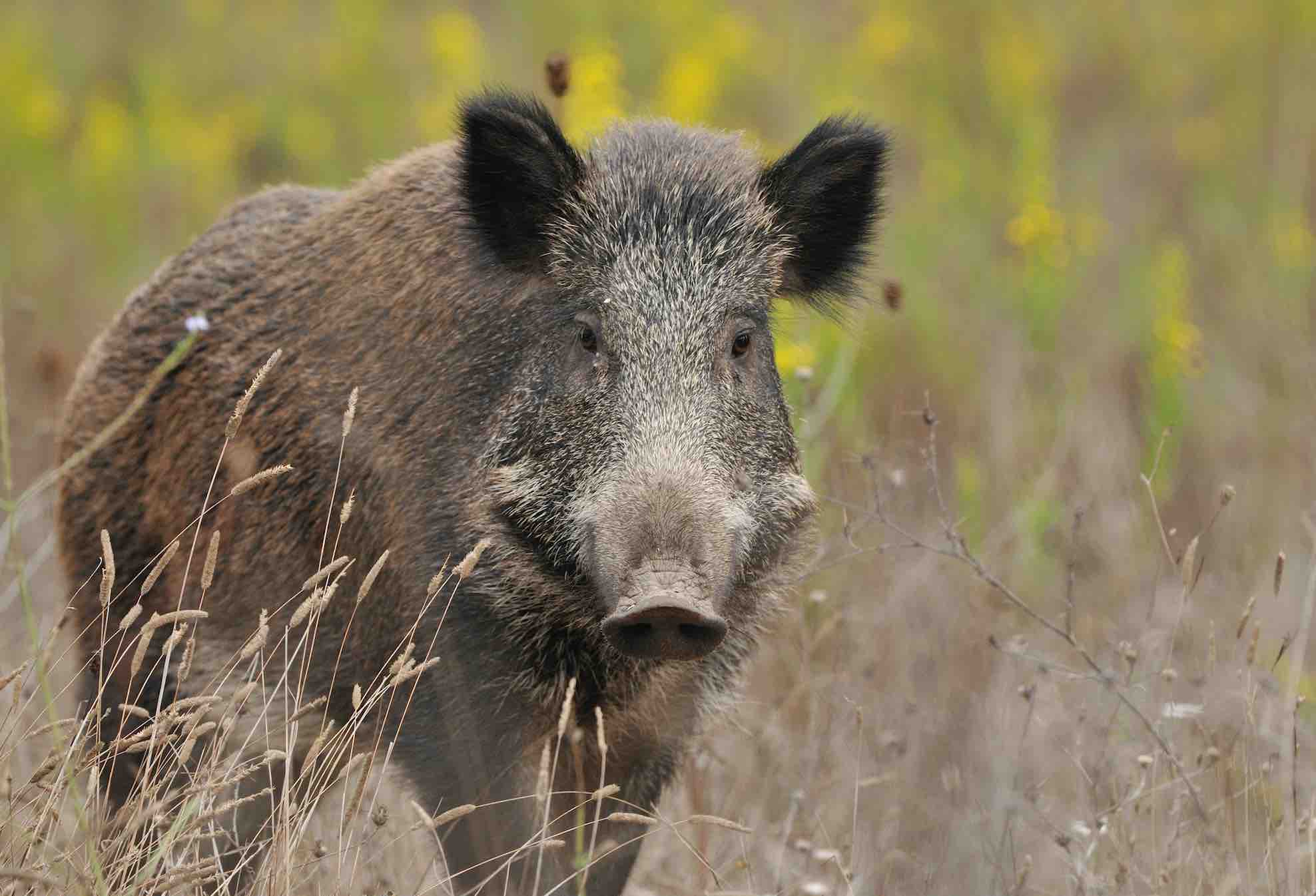 chasse sanglier peste porcine africaine