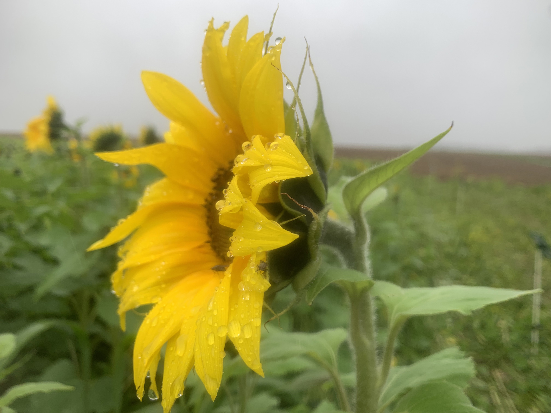 Le tournesol, parfois en mélange, parfois en pur, sort toujours en tête des essais Cive en termes de rendement. 