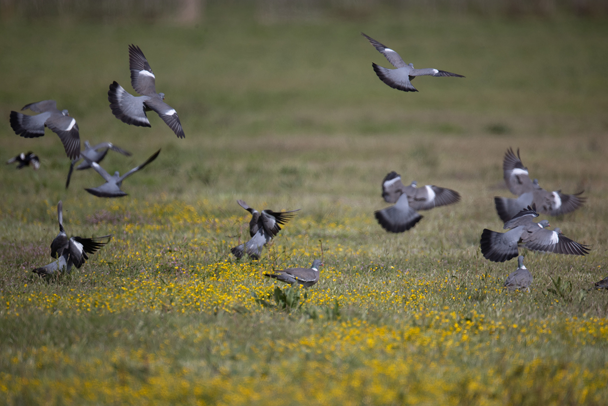 Le pigeon ramier, encore bien présent dans le département à cette période de l’année, peut se révéler comme  un beau gibier d’ouverture. 