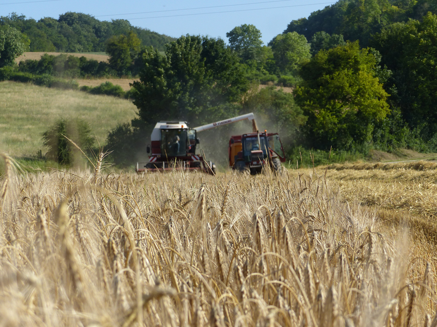 Du côté des céréales, compte tenu d’une mauvaise moisson 2024, la marge brute dégagée en le blé (719 €/ha) s’affiche «très en dessous de la moyenne 10 ans, qui est de 1 087 €/ha».