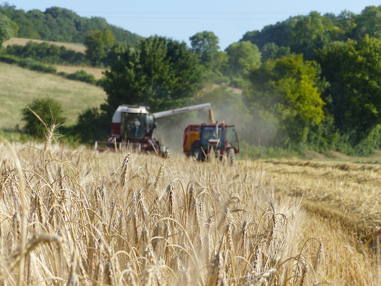 Sur le marché européen, les pays frontaliers de la France sont assurés d’acheter  les quantités de grains habituelles. 