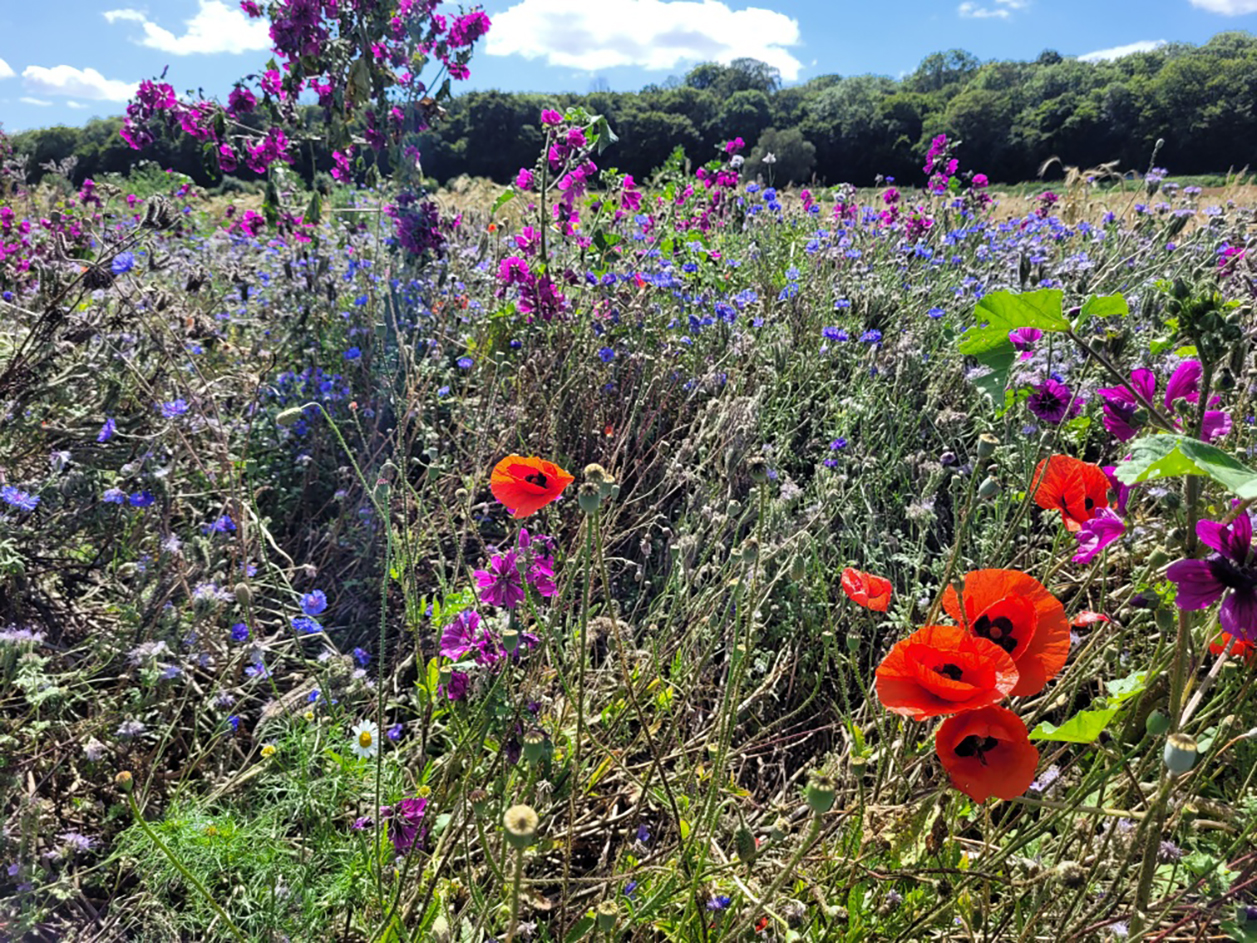 La mise en place de la plateforme d’essais de couverts au Paraclet par la FDC 80 et la Chambre d’agriculture bénéficie du soutien financier de l’Office français de la biodiversité (OFB), de la Région Hauts-de-France et de la Fédération nationale des chasseurs (FNC). 