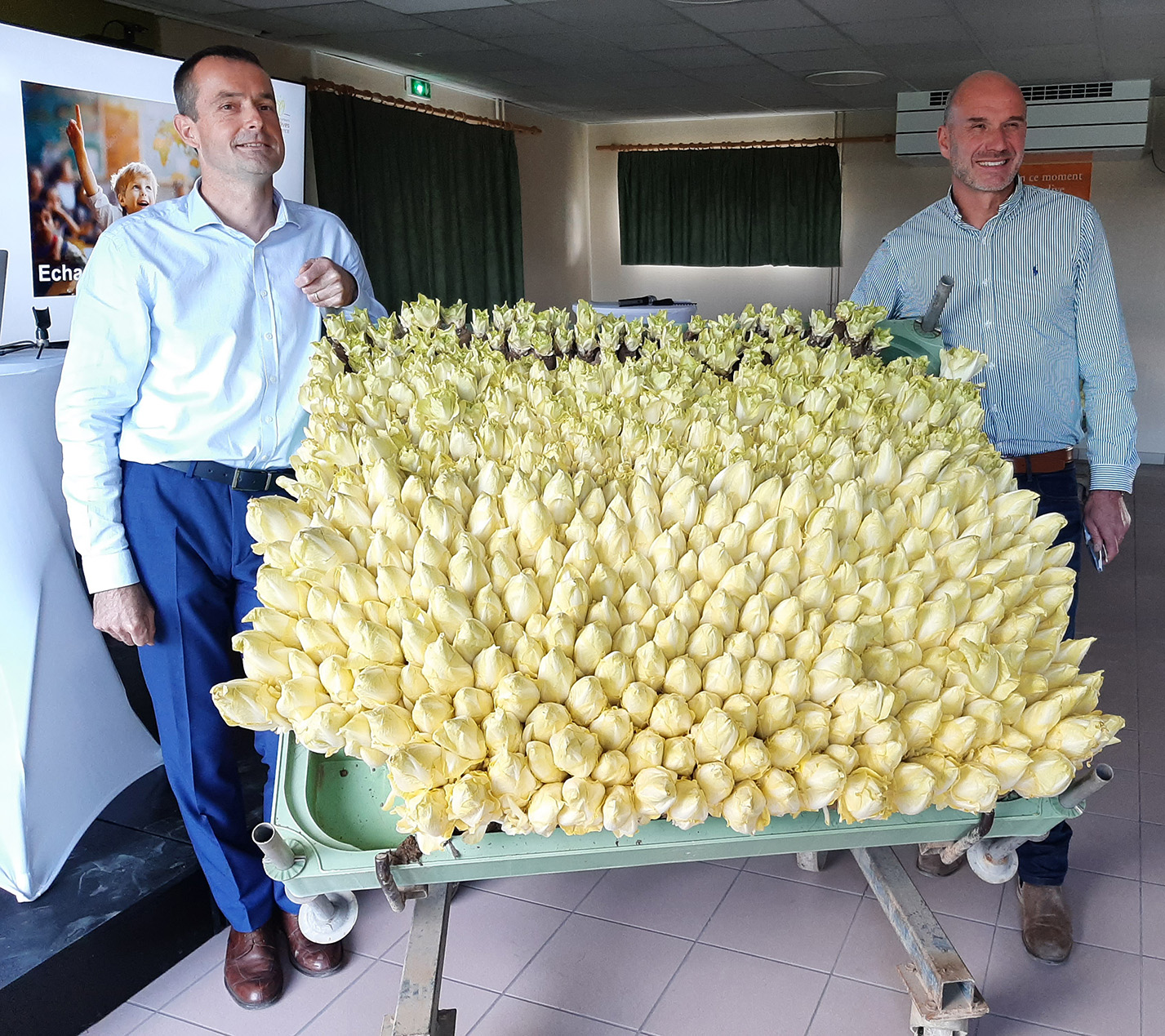 L’endive sera bien présente en 2024-2025 dans les bacs de forçage des producteurs et chez les distributeurs, mais la filière reste en recherche de solutions pour certaines étapes de la production. 