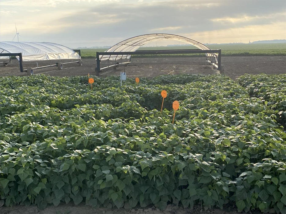 Variétés de haricots vert industriels Tobago et Compass étudiées dans un essai  à Berny-en-Santerre en 2024.