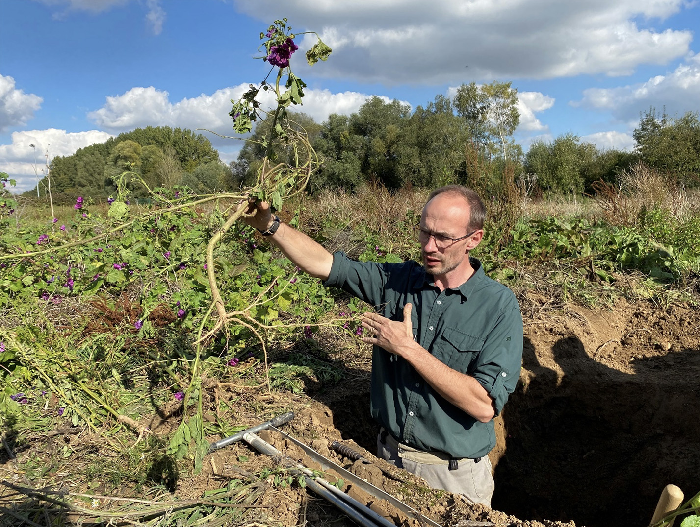 La Grande Mauve dont le système racinaire n’a pas cherché à gagner de la profondeur dans la parcelle d’essai  au sol argileux-limoneux.