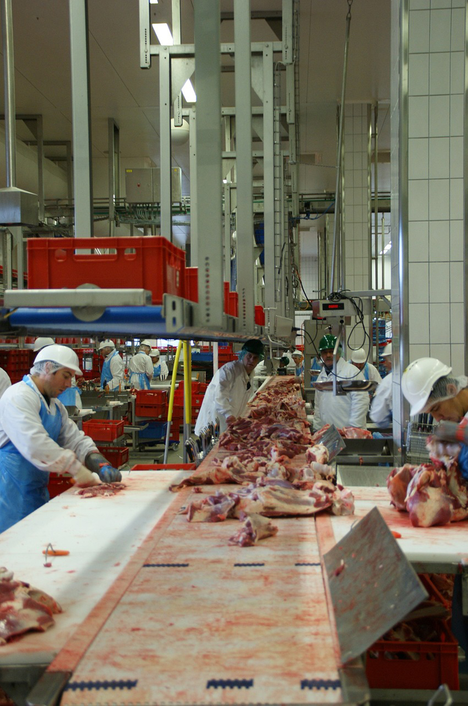 Si la décapitalisation bovine se poursuit au rythme actuel, une trentaine d’abattoirs pourraient fermer. 