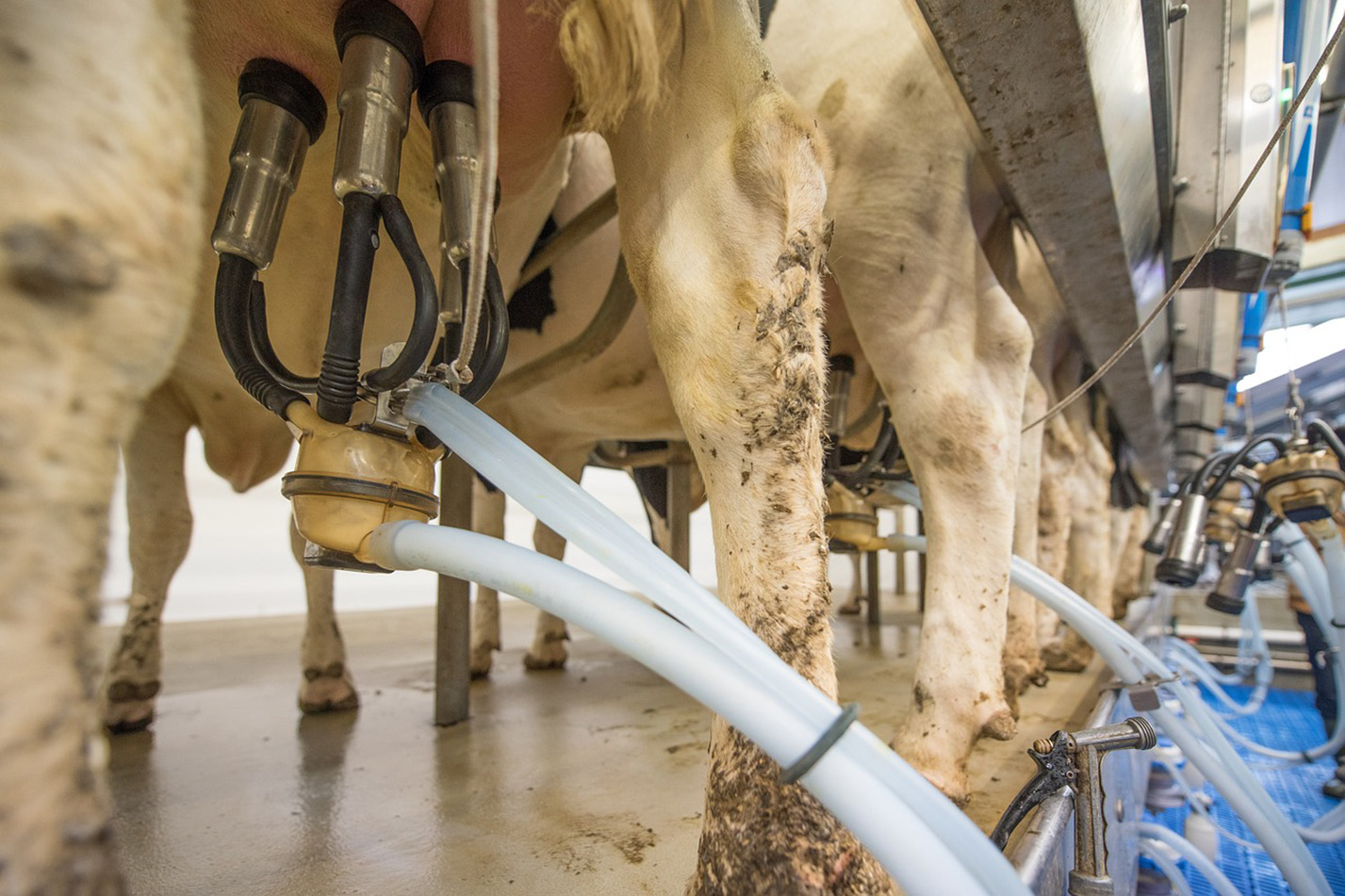 L’année pourrait se solder par une reprise des collectes de lait après trois années de recul. 