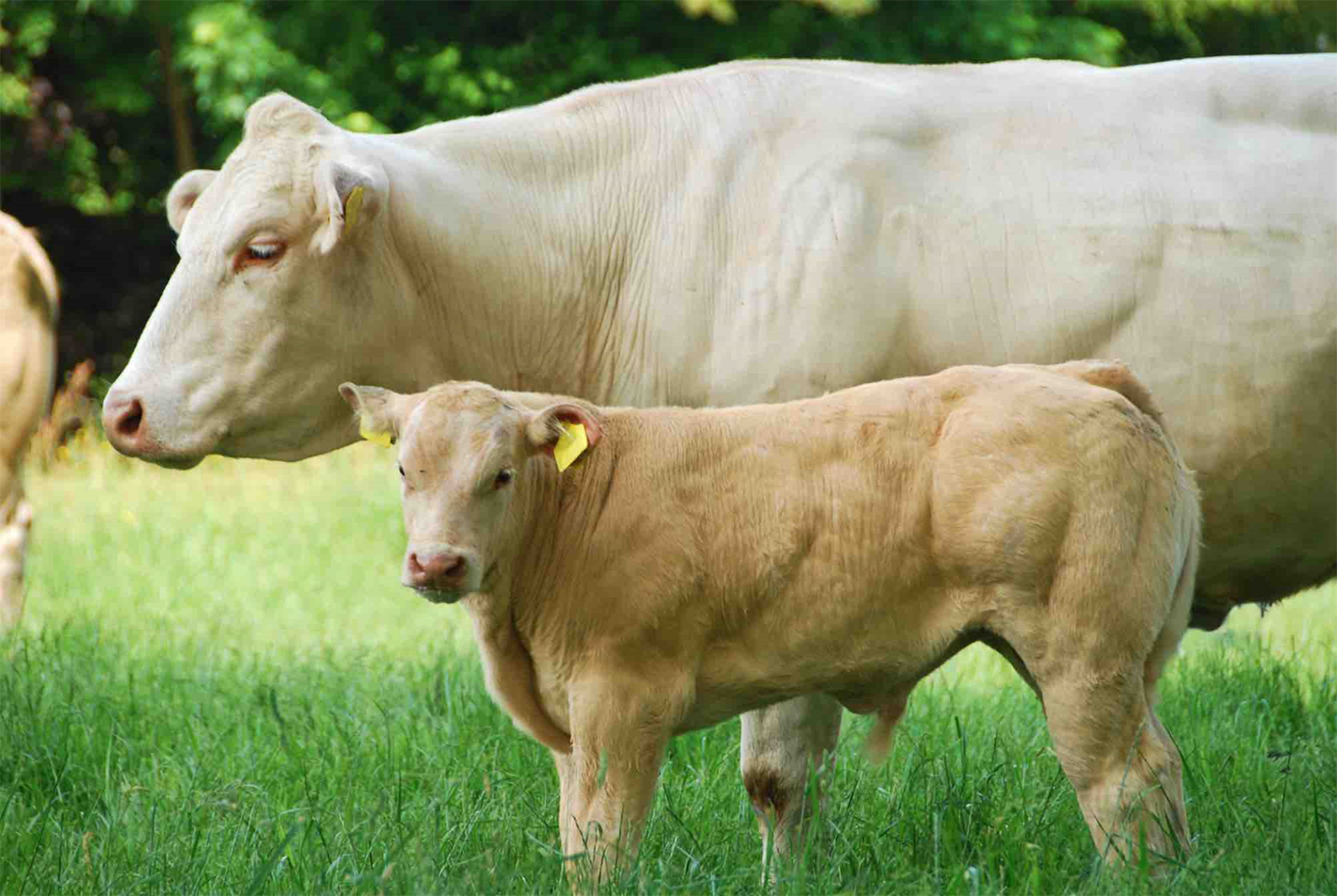 Lancée il y a deux ans, la relocalisation de l’engraissement produit déjà ses effets, atténuant le nombre de vaches abattues  en moins. 