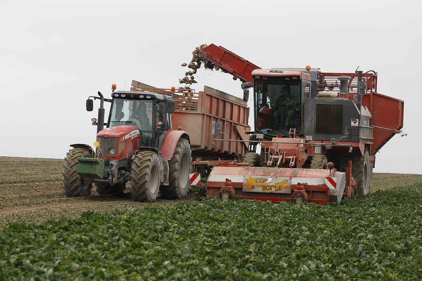 Le rendement racine continue sa progression - environ 69 t/ha à ce jour - ce qui nous donne un rendement à 16° estimé  pour notre département à 74 t/ha. 