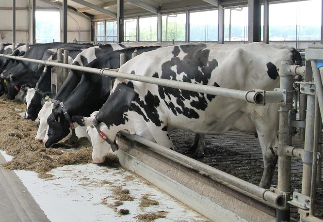 L’Union des éleveurs livrant Lactalis a obtenu de Lactalis de repousser «au moins à janvier» toute rupture formelle de contrat. 