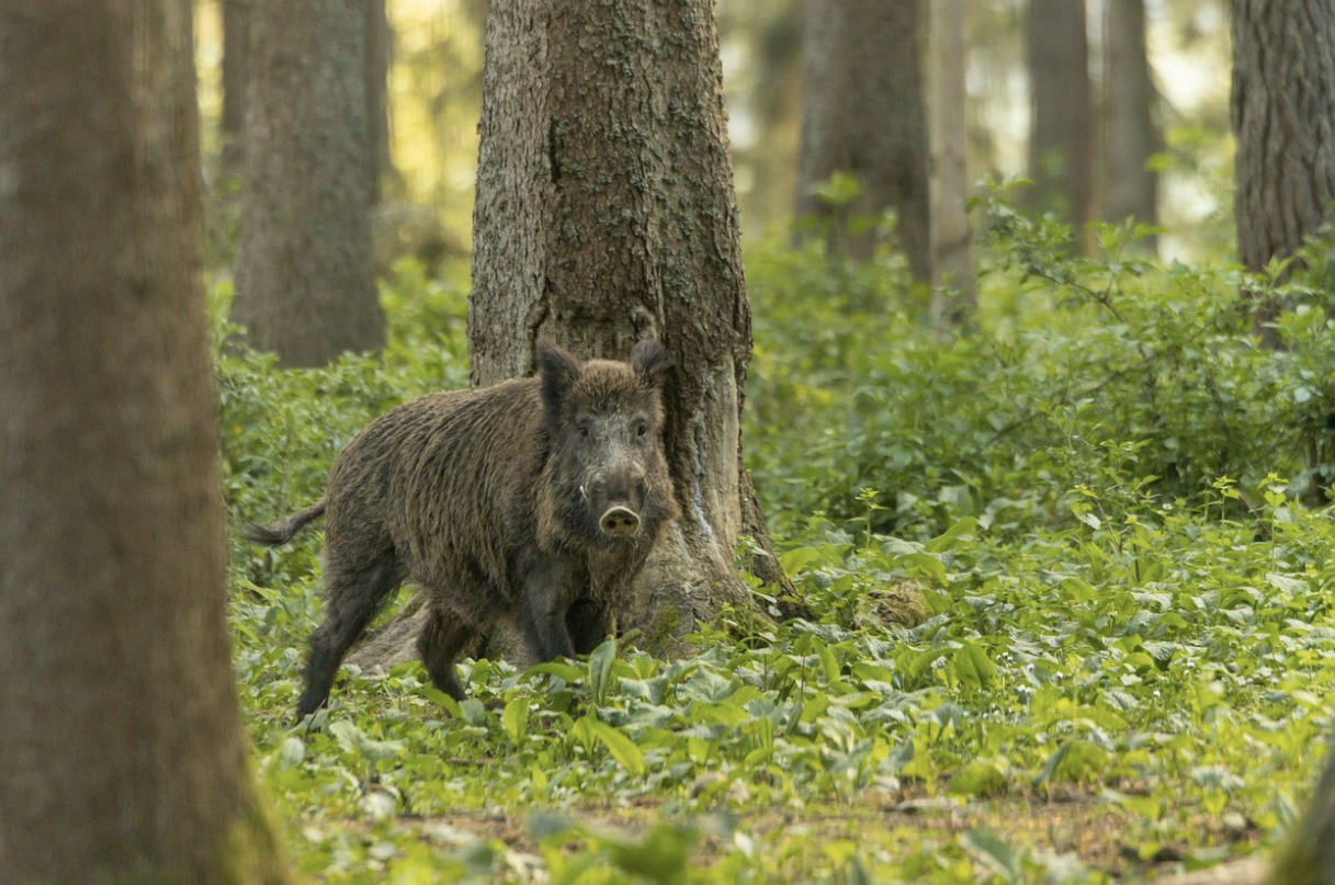 Sanglier chasse reportage