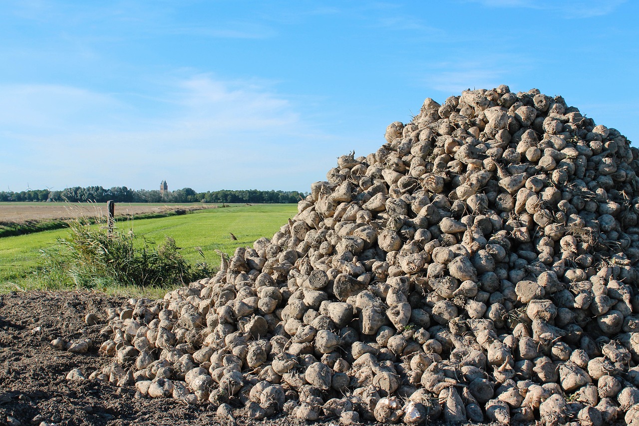 Déjà sous le coup d’un rendement de betteraves estimé à 79 t/ha (à 16 % de sucre) contre 81,1 t/ha en moyenne quinquennale du fait des pluies à répétition, la filière française dit «stop aux importations de sucre ukrainien». 