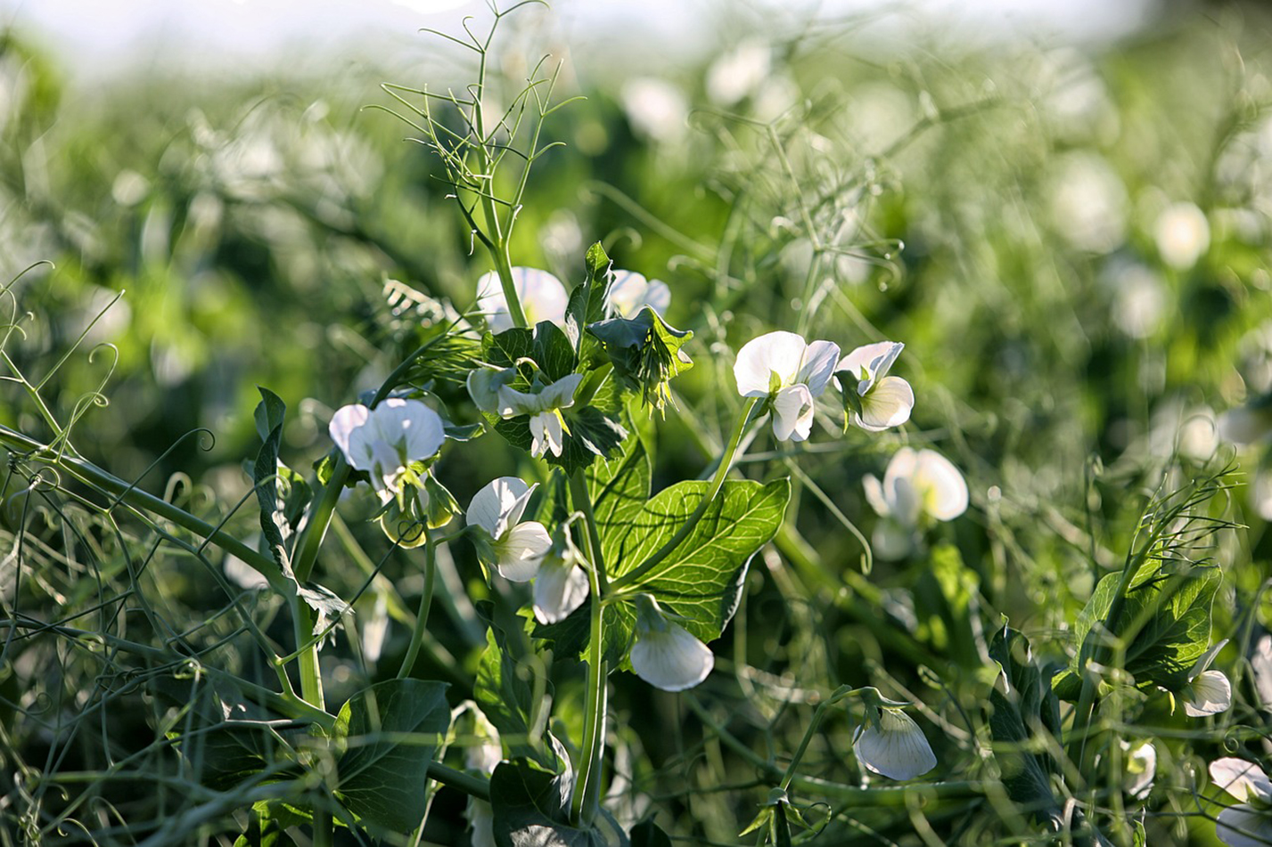 La très mauvaise campagne peut décourager les agriculteurs à cultiver le pois d’hiver. Mais pour Terres Inovia, le contexte était inédit, et des leviers agronomiques pour limiter la pression maladie existent. 