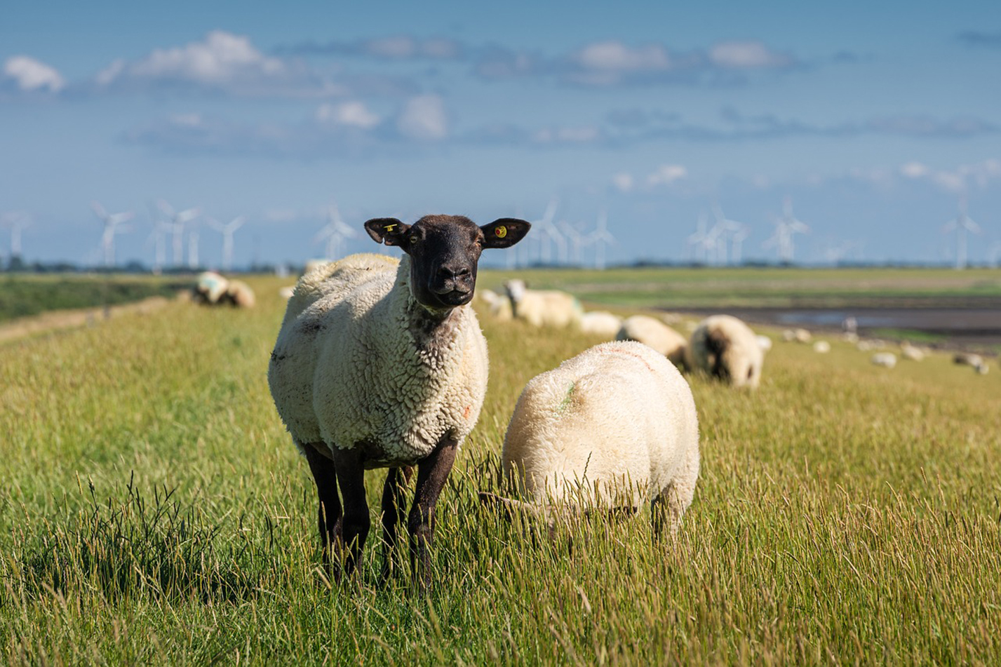 Avec le retour des températures douces au printemps prochain, les moucherons vecteurs de FCO-3 devraient reprendre  leur activité, et contaminer à nouveau les ruminants. 