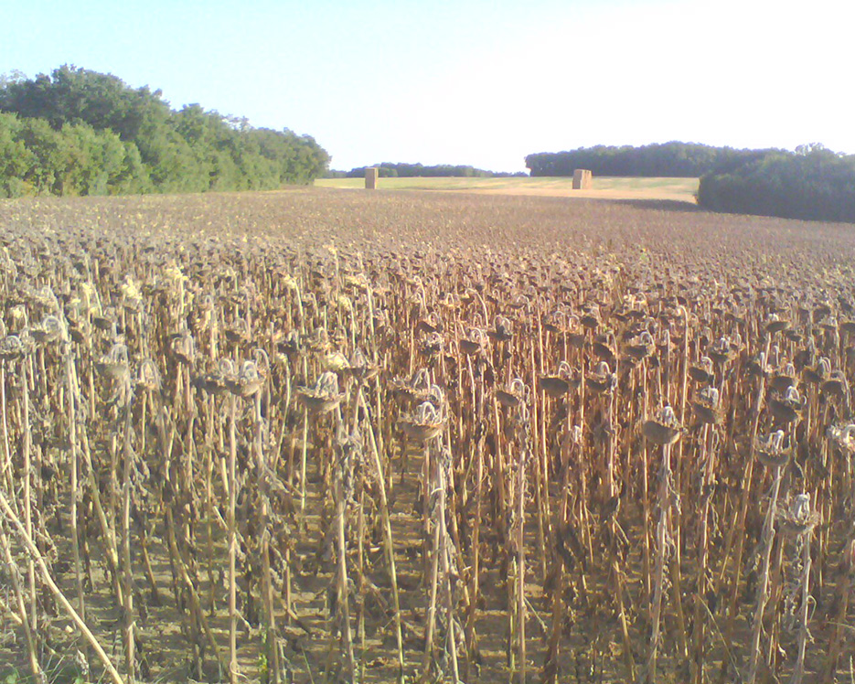 Les producteurs français de tournesol ont fait face à des conditions de semis  et de récolte très délicates, voire exceptionnelles en raison des conditions  météorologiques tout au long de la campagne.