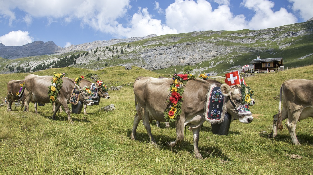 suisse manifestation