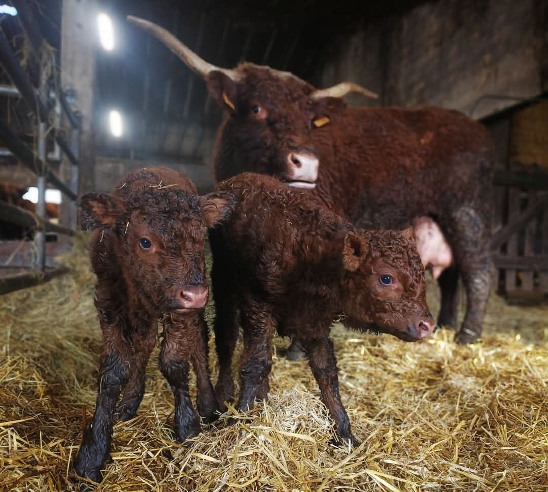 Ovalie salers vache SIA égérie