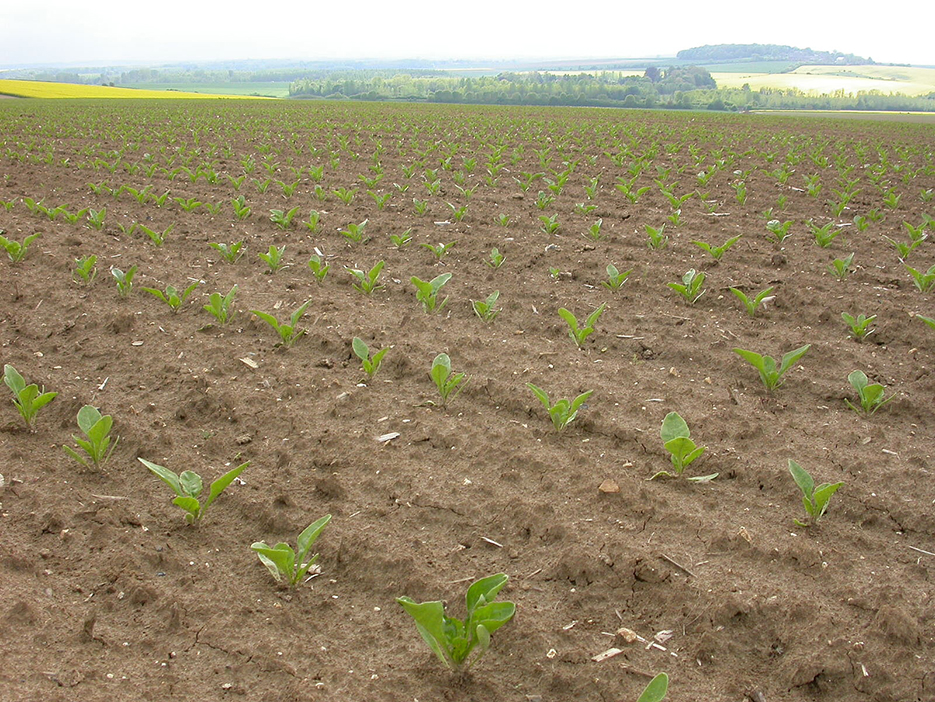 Le PNRI, complété par le PNRI-C conduit des expérimentations en plein champ  sur des fermes pilotes afin d’évaluer l’intérêt de solutions de lutte contre  la jaunisse de la betterave sucrière. 