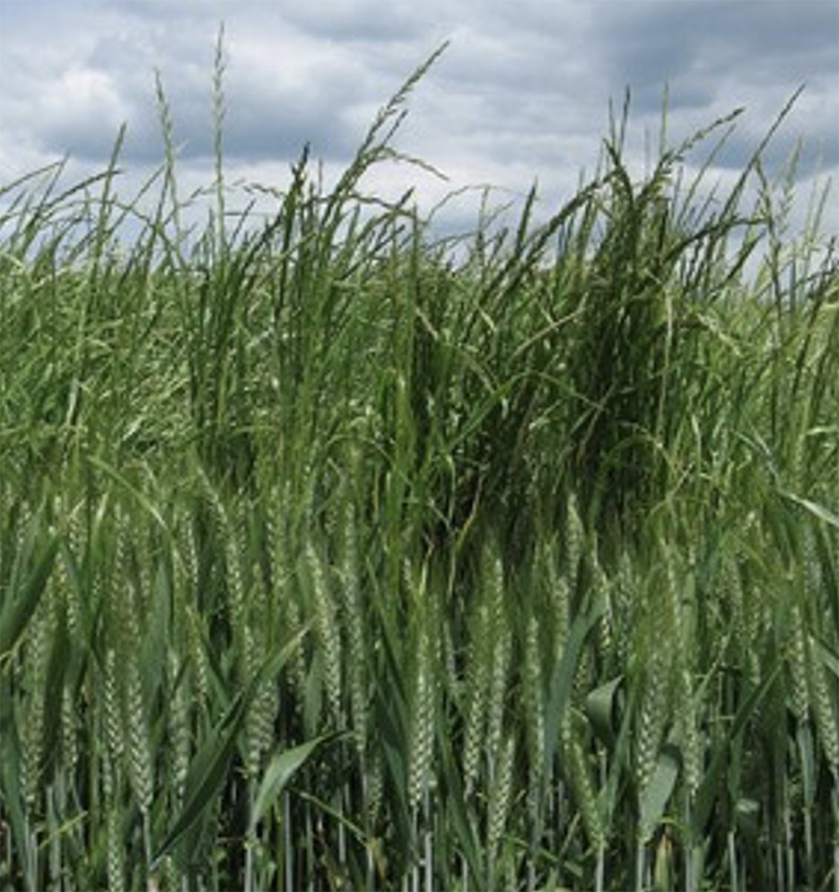 Les Ray-grass se généralisent sur nos territoires, et en toutes cultures.