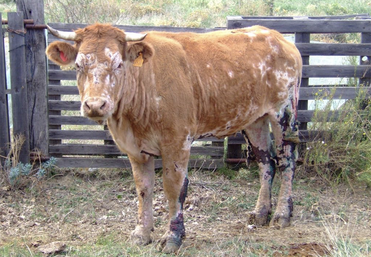 L’isolement des animaux infectés est le principal moyen de lutte contre la transmission du parasite. 