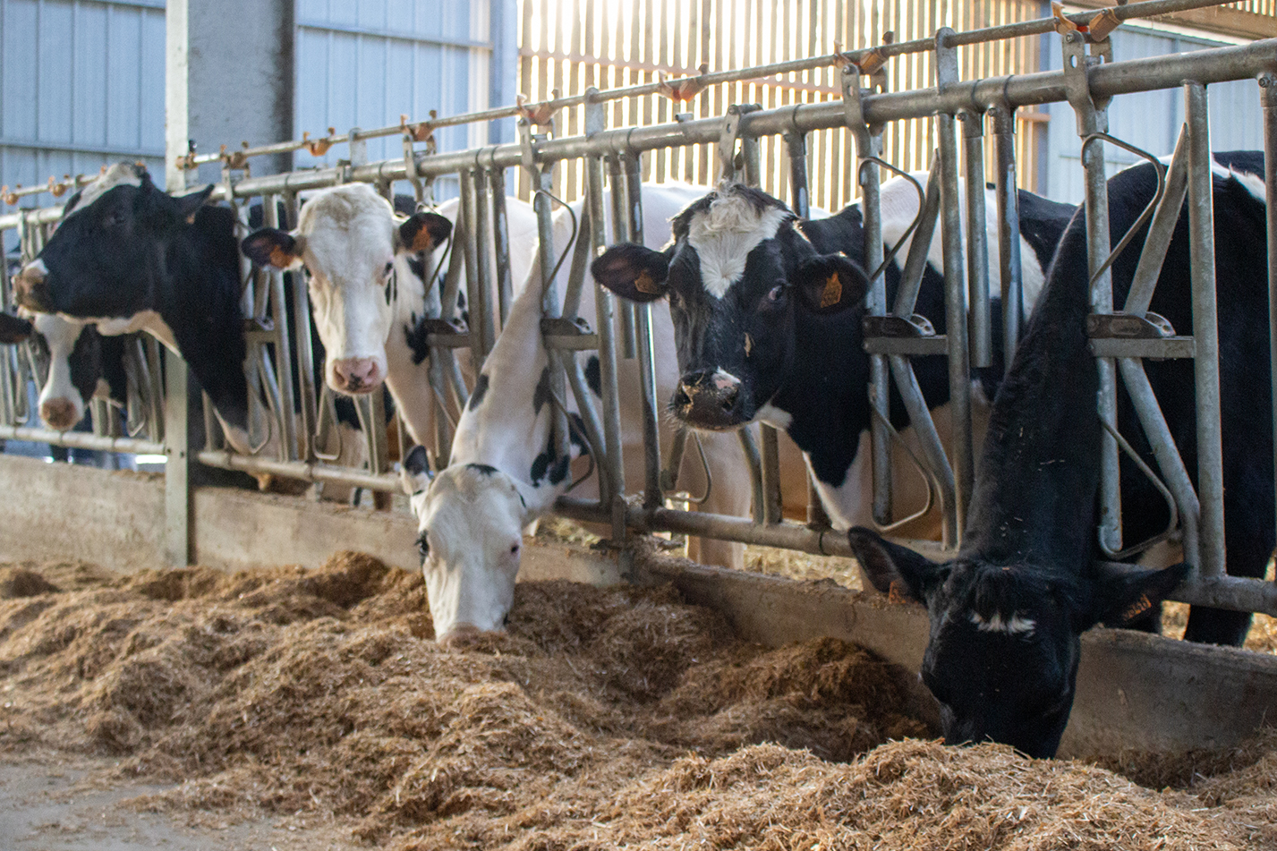 «Une vache qui produit 40 à 45 litres par jour réalise l’équivalent d’un marathon quotidien», rapporte Benoit Verriele,  conseiller en nutrition chez ACE.  