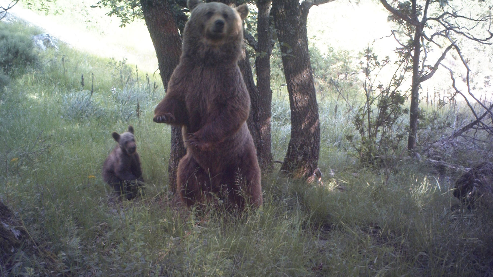 ourse Caramelles procès chasse