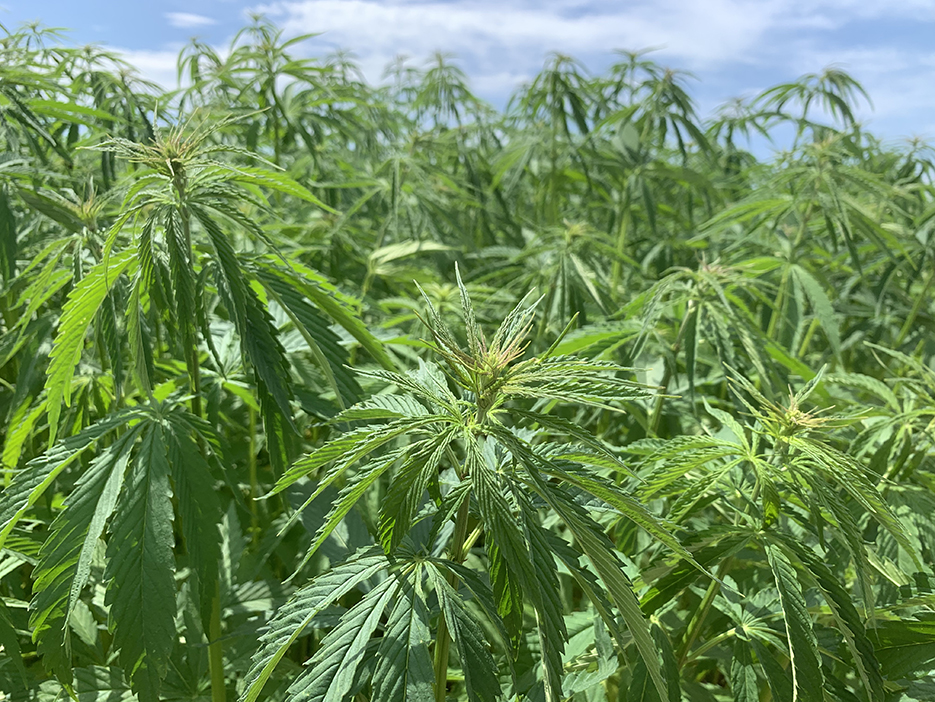 Le projet Hemp4Circularity englobe toutes les étapes de la transformation  du chanvre textile, depuis la culture jusqu’à la fabrication de tissu et au recyclage. 
