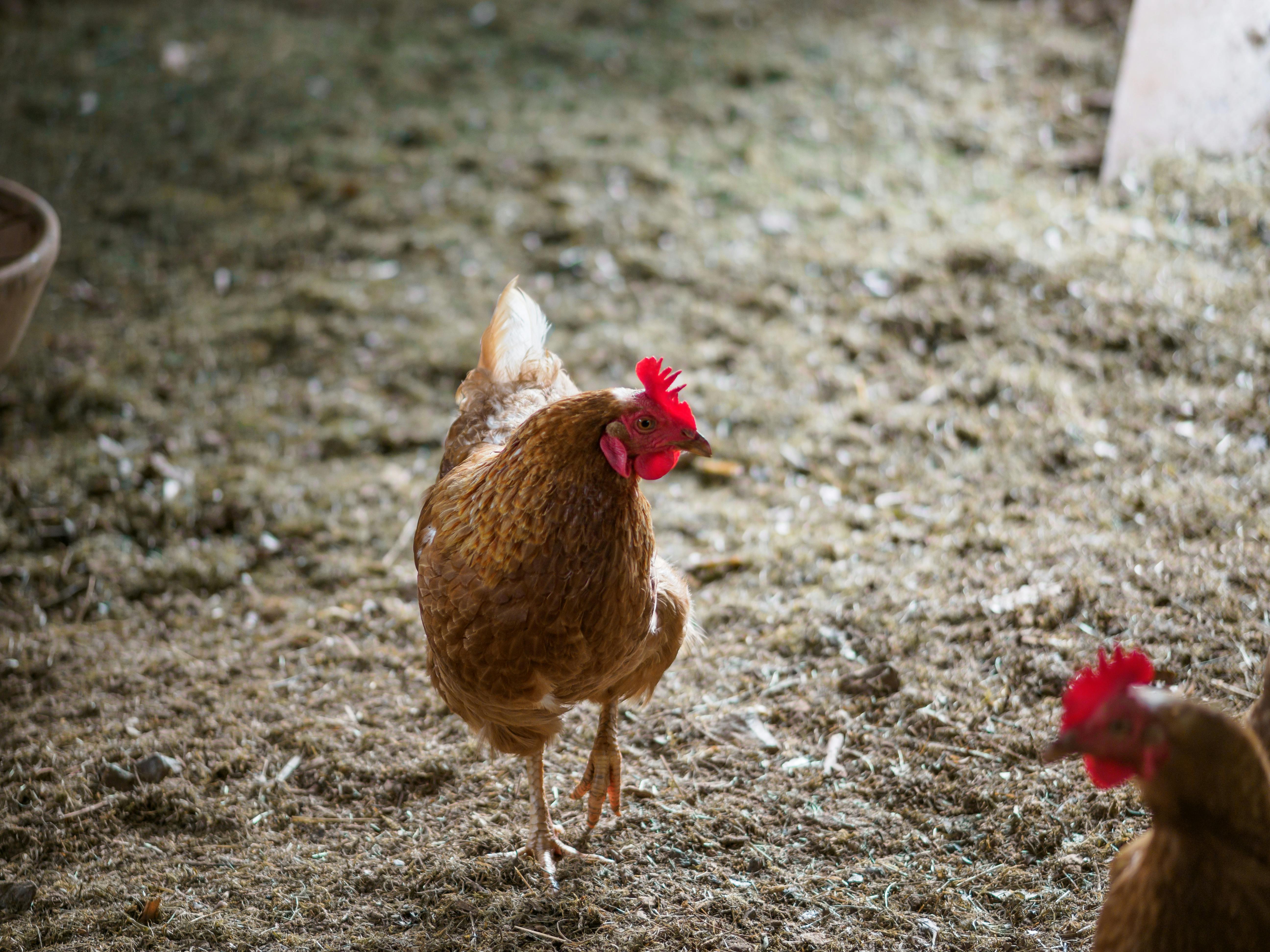 grippe aviaire Pays de Galles