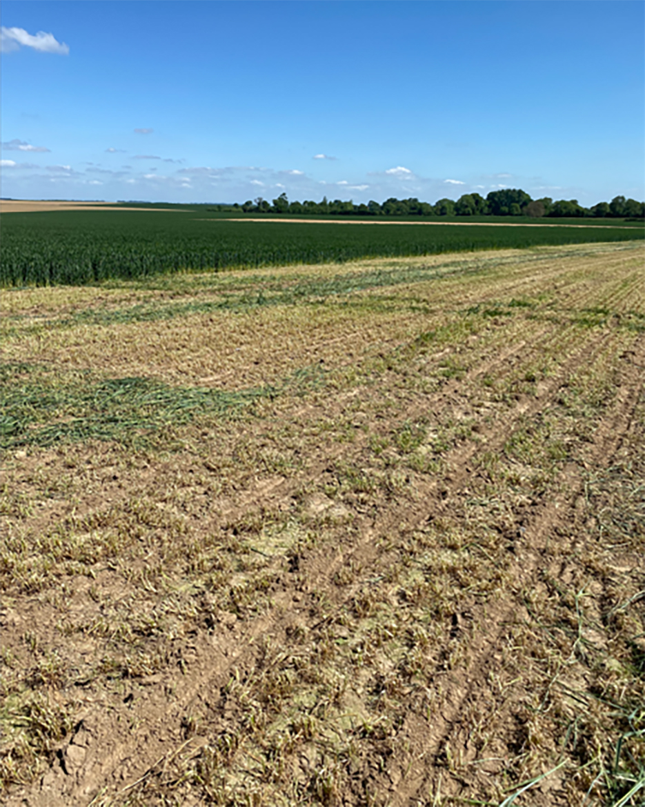 Broyage d’une bordure pour interdire toute grenaison massive.